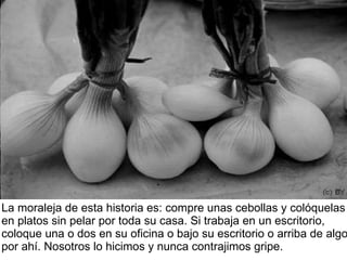 La moraleja de esta historia es: compre unas cebollas y colóquelas en platos sin pelar por toda su casa. Si trabaja en un escritorio, coloque una o dos en su oficina o bajo su escritorio o arriba de algo por ahí. Nosotros lo hicimos y nunca contrajimos gripe. 