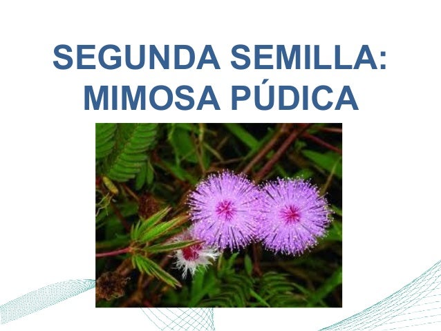 el secreto de las siete semillas de david fischman