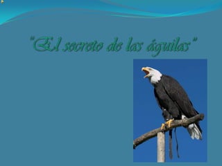 “El secreto de las águilas”  