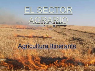 EL SECTOR AGRARIO Agricultura Itinerante 1 