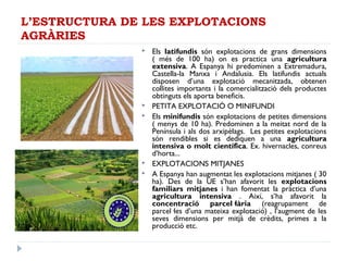 L’ESTRUCTURA DE LES EXPLOTACIONS
AGRÀRIES
 Els latifundis són explotacions de grans dimensions
( més de 100 ha) on es practica una agricultura
extensiva. A Espanya hi predominen a Extremadura,
Castella-la Manxa i Andalusia. Els latifundis actuals
disposen d’una explotació mecanitzada, obtenen
collites importants i la comercialització dels productes
obtinguts els aporta beneficis.
 PETITA EXPLOTACIÓ O MINIFUNDI
 Els minifundis són explotacions de petites dimensions
( menys de 10 ha). Predominen a la meitat nord de la
Península i als dos arxipèlags. Les petites explotacions
són rendibles si es dediquen a una agricultura
intensiva o molt científica. Ex. hivernacles, conreus
d’horta...
 EXPLOTACIONS MITJANES
 A Espanya han augmentat les explotacions mitjanes ( 30
ha). Des de la UE s’han afavorit les explotacions
familiars mitjanes i han fomentat la pràctica d’una
agricultura intensiva . Així, s’ha afavorit la
concentració parcel·lària (reagrupament de
parcel·les d’una mateixa explotació) , l’augment de les
seves dimensions per mitjà de crèdits, primes a la
producció etc.
 