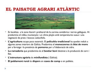 EL PAISATGE AGRARI ATLÀNTIC
 Es localitza a la zona litoral i prelitoral de la cornisa cantàbrica i terres gallegues. Hi
predomina el relleu muntanyós i un clima plujós amb temperatures suaus i una
vegetació de prats i boscos caducifolis.
 L’agricultura ocupa poca extensió. El policultiu tradicional ha quedat reduït a
algunes zones interiors de Galícia. Predomina el monoconreu de blat de moro
per a farratge i la presència de pomeres per a l’elaboració de sidra.
 La ramaderia que predomina és el bestiar boví destinat a la producció de carn i
llet.
 L’estructura agrària és minifundista ( Galícia).
 El poblament rural és dispers en cases de camp o en poblets.
 