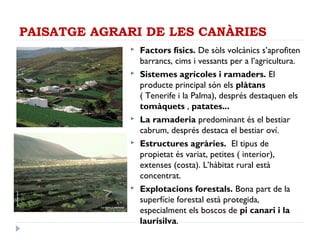 PAISATGE AGRARI DE LES CANÀRIES
 Factors físics. De sòls volcànics s’aprofiten
barrancs, cims i vessants per a l’agricultura.
 Sistemes agrícoles i ramaders. El
producte principal són els plàtans
( Tenerife i la Palma), després destaquen els
tomàquets , patates...
 La ramaderia predominant és el bestiar
cabrum, després destaca el bestiar oví.
 Estructures agràries. El tipus de
propietat és variat, petites ( interior),
extenses (costa). L’hàbitat rural està
concentrat.
 Explotacions forestals. Bona part de la
superfície forestal està protegida,
especialment els boscos de pi canari i la
laurisilva.
 