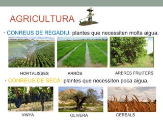 AGRICULTURA
• CONREUS DE REGADIU: plantes que necessiten molta aigua.
• CONREUS DE SECÀ: plantes que necessiten poca aigua.
HORTALISSES ARRÒS ARBRES FRUITERS
VINYA OLIVERA CEREALS
 