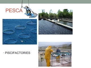PESCA
• PISCIFACTORIES
 