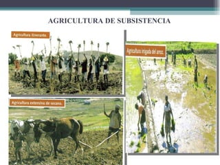 AGRICULTURA DE SUBSISTENCIA 