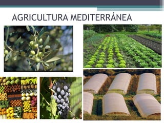 AGRICULTURA MEDITERRÁNEA 