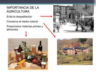 IMPORTANCIA DE LA AGRICULTURA Evita la despoblación Conserva el medio natural Proporciona materias primas y alimentos 