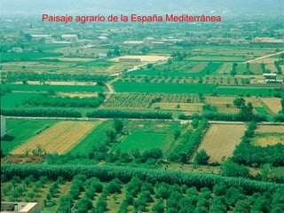 Paisaje agrario de la España Mediterránea 
