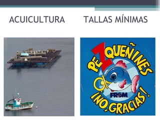 ACUICULTURA  TALLAS MÍNIMAS 