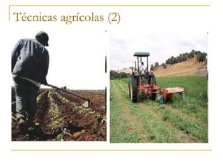 Técnicas agrícolas (2)
 