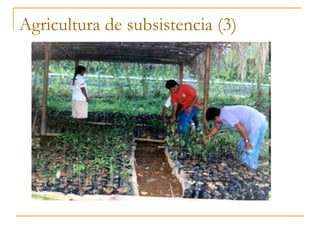 Agricultura de subsistencia (3)
 