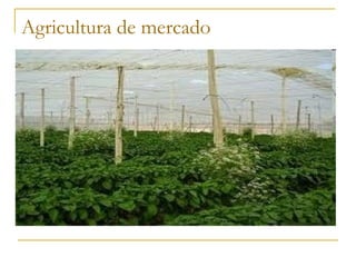 Agricultura de mercado
 