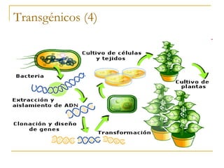 Transgénicos (4)
 