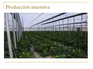 Producción intensiva
 