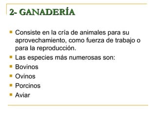 2- GANADERÍA

   Consiste en la cría de animales para su
    aprovechamiento, como fuerza de trabajo o
    para la reproducción.
   Las especies más numerosas son:
   Bovinos
   Ovinos
   Porcinos
   Aviar
 