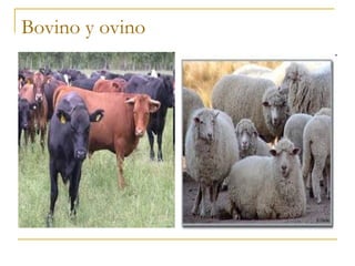 Bovino y ovino
 