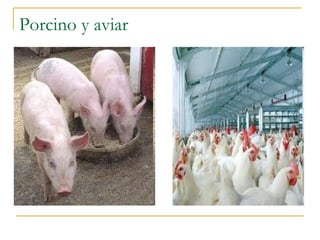 Porcino y aviar
 