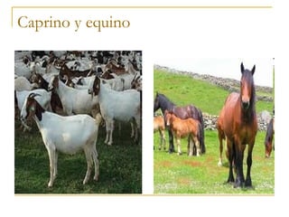 Caprino y equino
 