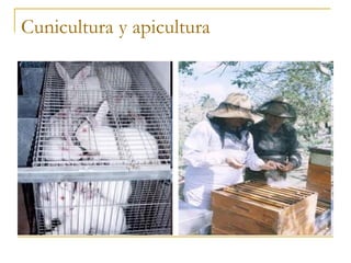 Cunicultura y apicultura
 