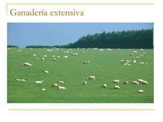 Ganadería extensiva
 