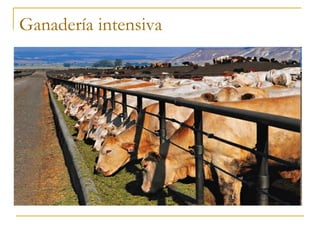 Ganadería intensiva
 
