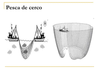Pesca de cerco
 