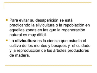    Para evitar su desaparición se está
    practicando la silvicultura o la repoblación en
    aquellas zonas en las que la regeneración
    natural es muy difícil.
   La silvicultura es la ciencia que estudia el
    cultivo de los montes y bosques y el cuidado
    y la reproducción de los árboles productores
    de madera.
 