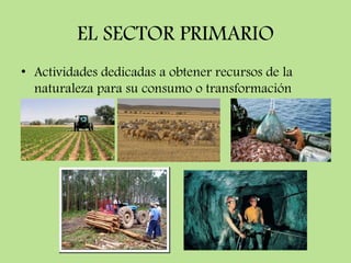 EL SECTOR PRIMARIO
• Actividades dedicadas a obtener recursos de la
  naturaleza para su consumo o transformación
 