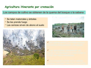 Agricultura itinerante por cremación
Los campos de cultivo se obtienen de la quema del bosque o la sabana

  Se talan matorrales y árboles
  Se les prende fuego
  Las cenizas sirven de abono al suelo




                                           Son productivos 3 o 4 años porque
                                          los suelos se erosionan y se agotan.

                                            Los agricultores abandonan las
                                          tierras y se desplazan a otras zonas a
                                          iniciar de nuevo el proceso.

                                           Los campos vuelven al su estado
                                          original y pueden cultivarse a los años.
 
