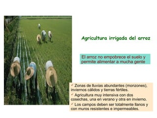Agricultura irrigada del arroz


     El arroz no empobrece el suelo y
     permite alimentar a mucha gente




 Zonas de lluvias abundantes (monzones),
inviernos cálidos y tierras fértiles.
 Agricultura muy intensiva con dos
cosechas, una en verano y otra en invierno.
 Los campos deben ser totalmente llanos y
con muros resistentes e impermeables.
 
