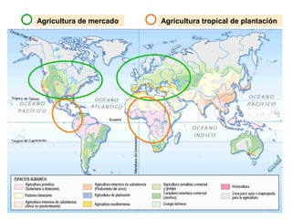 Agricultura de mercado   Agricultura tropical de plantación
 