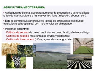 AGRICULTURA MEDITERRÁNEA
 Agricultura tradicional que para aumentar la producción y la rentabilidad
ha tenido que adaptarse a las nuevas técnicas (irrigación, abonos, etc.)
  Esto le permite cultivar productos típicos de otras zonas del mundo
(tropicales o subtropicales) con mucho valor en el mercado.
    Podemos encontrar:
     Cultivos de secano de bajos rendimientos como la vid, el olivo y el trigo.
     Cultivos de regadío más rentables (frutas y hortalizas)
     Cultivos de invernadero (piñas, aguacates, mangos, etc.
 