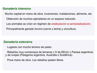 Ganadería intensiva
 Mucho capital en mano de obra, inversiones, instalaciones, alimento, etc
    Obtención de muchos ejemplares en un espacio reducido.
    Los animales se crían en régimen de estabulación o semiestabulación.
    Principalmente ganado bovino (carne y leche) y avicultura.



Ganadería extensiva
    Lugares con mucho terreno de pasto.
  Rebaños muy numerosos de terneros ( O de EEUU y Pampa argentina)
 y de ovejas (Patagonia argentina, Australia o Sudáfrica).
    Poca mano de obra. Los rebaños pastan libres.
 