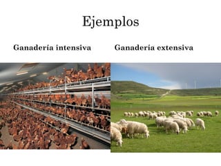 Ejemplos
Ganadería intensiva   Ganadería extensiva
 