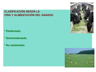 CLASIFICACIÓN SEGÚN LA
CRIA Y ALIMENTACIÓN DEL GANADO




* Estabulado.

* Semiestabulado.

* No estabulado.
 