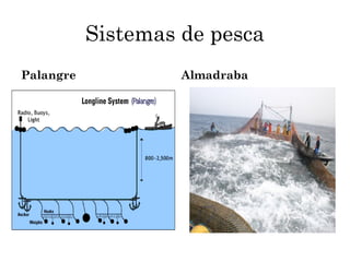 Sistemas de pesca
Palangre            Almadraba
 