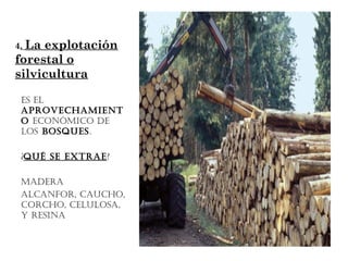 4. Laexplotación
forestal o
silvicultura

 Es El
 aprovEchamiEnt
 o Económico dE
 los bosquEs.

 ¿qué sE ExtraE ?

 madEra
 alcanfor, caucho,
 corcho, cElulosa,
 y rEsina
 