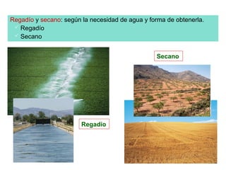 Regadío y secano: según la necesidad de agua y forma de obtenerla.
  Regadío
  Secano



                                                 Secano




                        Regadío
 