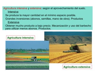 Agricultura intensiva y extensiva: según el aprovechamiento del suelo.
  Intensiva
 Se produce la mayor cantidad en el mínimo espacio posible.
 Grandes inversiones (abonos, semillas, mano de obra). Productos
  Extensiva
 Obtener mucho producto a bajo precio. Mecanización y uso del barbecho
 para utilizar menos abonos. Productos.


   Agricultura intensiva




                                               Agricultura extensiva
 