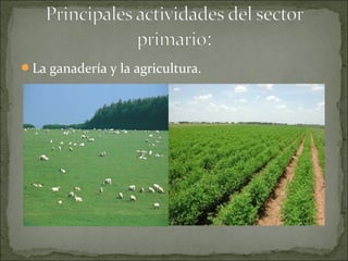 La ganadería y la agricultura.
 