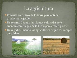 Consiste en cultivo de la tierra para obtener
productos vegetales.
De secano. Cuando las plantas cultivadas solo
cuentan con el agua de la lluvia para crecer y vivir.
De regadío. Cuando los agricultores riegan los campos
de cultivo.
 