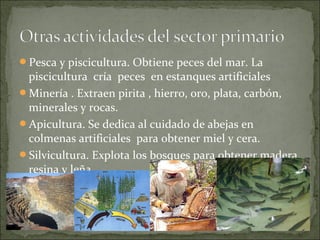 Pesca y piscicultura. Obtiene peces del mar. La
piscicultura cría peces en estanques artificiales
Minería . Extraen pirita , hierro, oro, plata, carbón,
minerales y rocas.
Apicultura. Se dedica al cuidado de abejas en
colmenas artificiales para obtener miel y cera.
Silvicultura. Explota los bosques para obtener madera,
resina y leña.
 