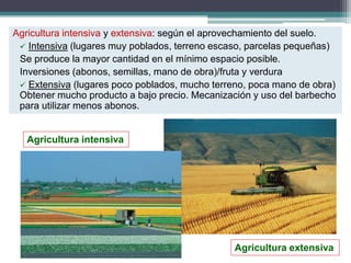 Agricultura intensiva y extensiva: según el aprovechamiento del suelo.
 Intensiva (lugares muy poblados, terreno escaso, parcelas pequeñas)
Se produce la mayor cantidad en el mínimo espacio posible.
Inversiones (abonos, semillas, mano de obra)/fruta y verdura
 Extensiva (lugares poco poblados, mucho terreno, poca mano de obra)
Obtener mucho producto a bajo precio. Mecanización y uso del barbecho
para utilizar menos abonos.
Agricultura intensiva
Agricultura extensiva
 