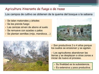 Agricultura itinerante de fuego o de rozas
Los campos de cultivo se obtienen de la quema del bosque o la sabana
 Se talan matorrales y árboles
 Se les prende fuego
 Las cenizas sirven de abono al suelo
 Se remueve con azadas o palos
 Se plantan semillas (mijo, mandioca, ..)
 Son productivos 3 o 4 años porque
los suelos se erosionan y se agotan.
 Los agricultores abandonan las
tierras y se desplazan a otras zonas a
iniciar de nuevo el proceso.
 Su finalidad es la subsistencia.
 Es extensiva y poco productiva.
 