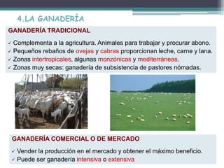 4.LA GANADERÍA
GANADERÍA TRADICIONAL
 Complementa a la agricultura. Animales para trabajar y procurar abono.
 Pequeños rebaños de ovejas y cabras proporcionan leche, carne y lana.
 Zonas intertropicales, algunas monzónicas y mediterráneas.
 Zonas muy secas: ganadería de subsistencia de pastores nómadas.
GANADERÍA COMERCIAL O DE MERCADO
 Vender la producción en el mercado y obtener el máximo beneficio.
 Puede ser ganadería intensiva o extensiva
 
