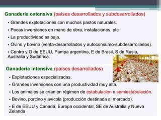Ganadería extensiva (países desarrollados y subdesarrollados)
 Grandes explotaciones con muchos pastos naturales.
 Pocas inversiones en mano de obra, instalaciones, etc
 La productividad es baja.
 Ovino y bovino (venta-desarrollados y autoconsumo-subdesarrollados).
 Centro y O de EEUU, Pampa argentina, E de Brasil, S de Rusia,
Australia y Sudáfrica.
Ganadería intensiva (países desarrollados)
 Explotaciones especializadas.
 Grandes inversiones con una productividad muy alta.
 Los animales se crían en régimen de estabulación o semiestabulación.
 Bovino, porcino y avícola (producción destinada al mercado).
 E de EEUU y Canadá, Europa occidental, SE de Australia y Nueva
Zelanda
 