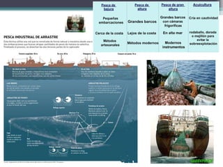 Pesca de bajura
 Área próxima a la costa (plataforma continental).
 Barcos de pequeño tonelaje.
 Faenan durante uno o varios días.
Pesca de altura y gran altura
 Flotas de barcos grandes y bien equipados
 Permanecen semanas o meses en alta mar
 Radares, sónares e instalaciones de frío para conservar
 Faenan en aguas muy lejanas (barcos nodriza - Factorías)
Artes de pesca
Cebo, trampas y redes.
Técnicas de pesca
Arrastre: redes que barren los fondos marinos
Cerco: redes que se cierran cuando han entrado las capturas
Almadraba: cerco de redes fijas para especies nómadas (atún)
 