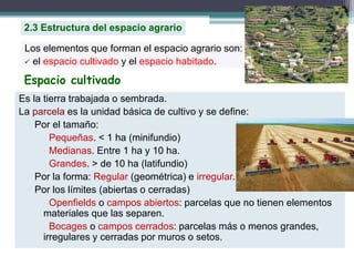 Es la tierra trabajada o sembrada.
La parcela es la unidad básica de cultivo y se define:
 Por el tamaño:
• Pequeñas. < 1 ha (minifundio)
• Medianas. Entre 1 ha y 10 ha.
• Grandes. > de 10 ha (latifundio)
 Por la forma: Regular (geométrica) e irregular.
 Por los límites (abiertas o cerradas)
• Openfields o campos abiertos: parcelas que no tienen elementos
materiales que las separen.
• Bocages o campos cerrados: parcelas más o menos grandes,
irregulares y cerradas por muros o setos.
Los elementos que forman el espacio agrario son:
 el espacio cultivado y el espacio habitado.
Espacio cultivado
2.3 Estructura del espacio agrario
 