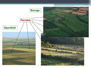 Openfield
Bocage
Parcelas
 